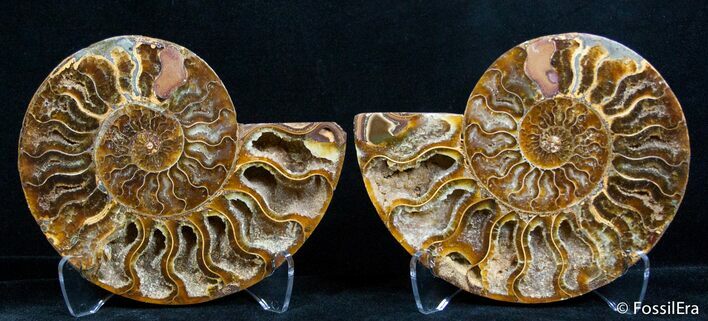 Inch Split Ammonite Pair #2628